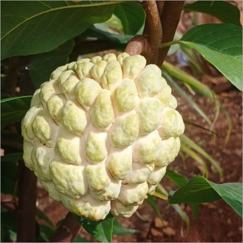 Custard Apple Plant (Super Golden) - Hybrid Variety, Sizes: 400-1000g | Attractive Golden Color, High Pulp Ratio, Low Seed Count