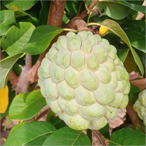 BALANAGARI CUSTARD APPLE PLANT - Hybrid Plant, Different Sizes Available, Green Color, Variety: Nursery Custard Apple Plant