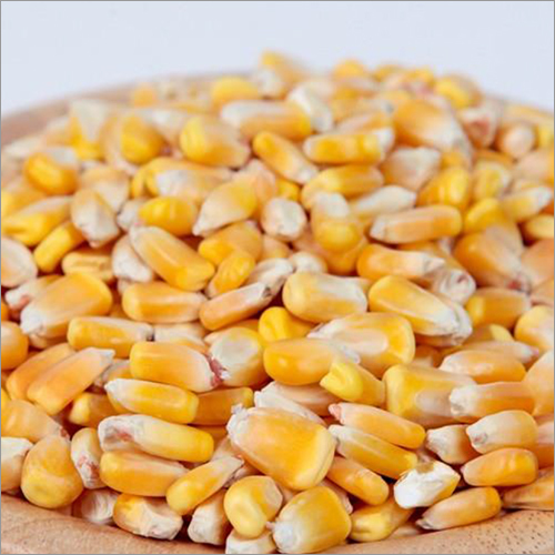 Yellow Corn