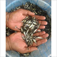 Black Catla Fish Seed