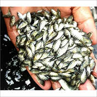 Tilapia Fish Seed Dimension(l*w*h): 1-2 Inch (in)