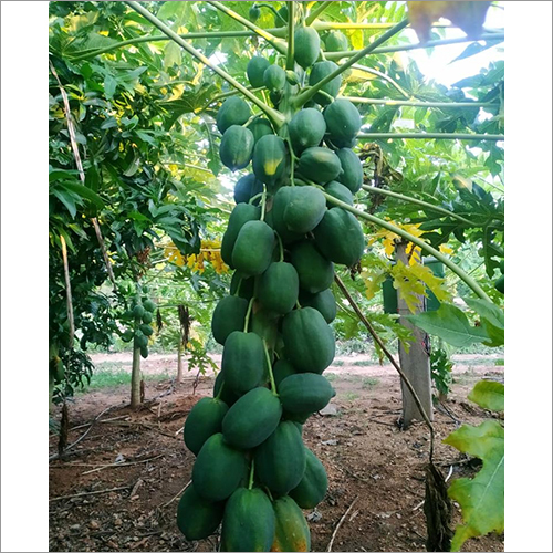 Fresh Papaya