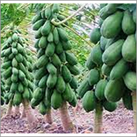 Green Papaya