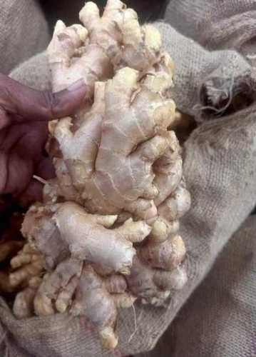 dry ginger