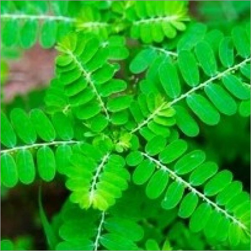 Amla Leaves