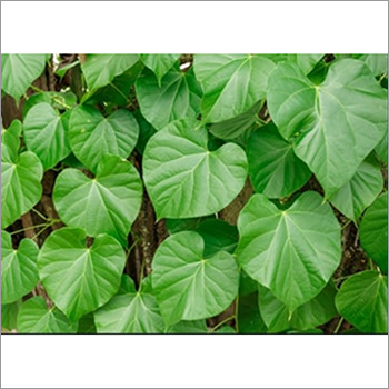Giloy Leaves