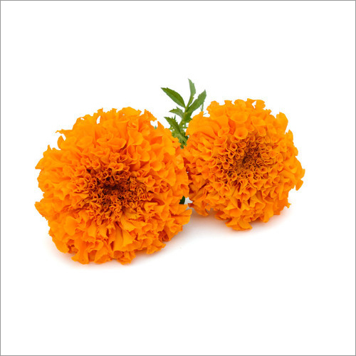 Zeaxanthin .
