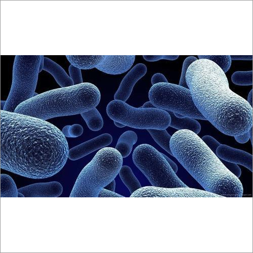 Probiotics .
