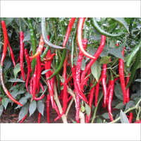 Asthra F1 CB555 Hybrid Chilli Seeds