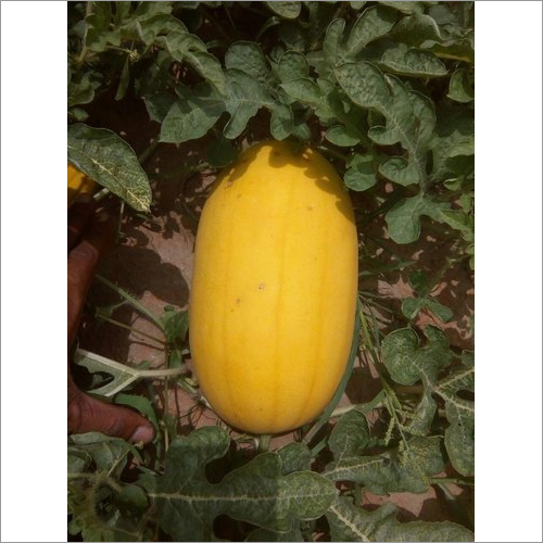 Hybrid Watermelon Seeds - Cultivation Type: Open Field