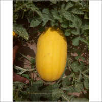 Hybrid Watermelon Seeds