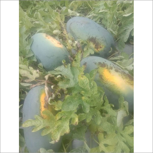 Ranjeet 085 F1 Hybrid Watermelon seeds