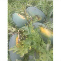 Ranjeet 085 F1 Hybrid Watermelon seeds