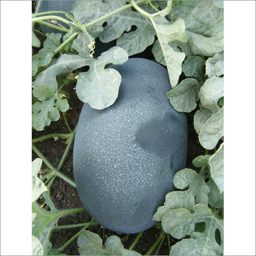Hybrid Watermelon Seeds - Cultivation Type: Open Field