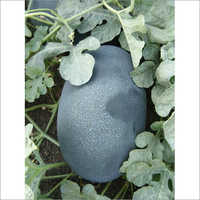 Hybrid Watermelon Seeds - Cultivation Type: Open Field