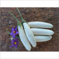 Sofia F1 Hybrid Brinjal Egg plant Seeds