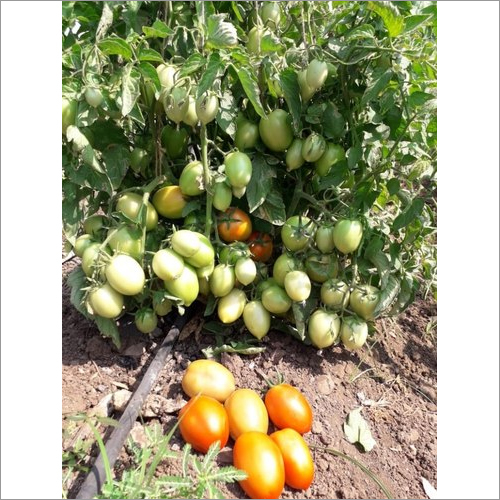 Hybrid Tomato Seeds
