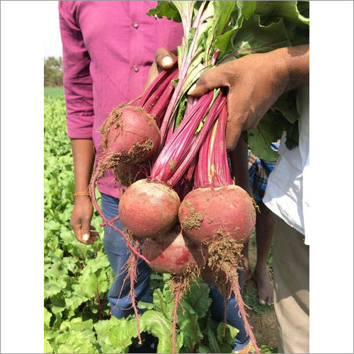 186-imported Beet Root Rubyco Seeds