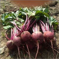 Red-king 197 Hybrid F1 Beetroot Seeds