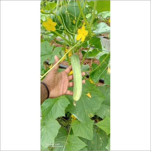 Tulsi F1 Hybrid Cucumber Seeds