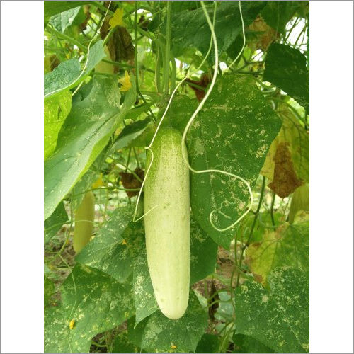 Rohini F1 Hybrid Cucumber Seeds