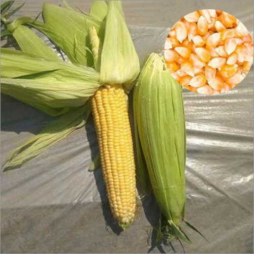 Sweet Corn Seeds