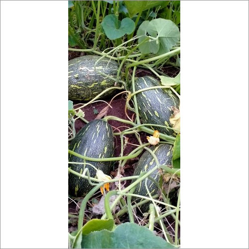 Ls 945 Hybrid Pumpkin F1 Seeds