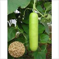 Hybrid Bottle Gourd Seeds