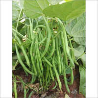 Rani F1 Hybrid French Beans