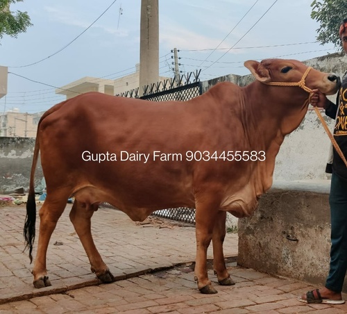 Best Sahiwal Dairy Farm In Haryana