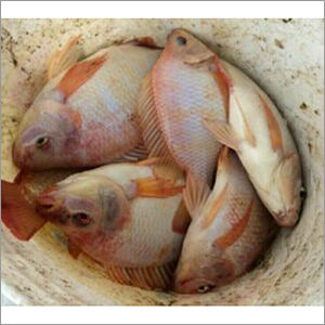 Alive Red Tilapia Fish Seed