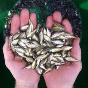 Alive Catla Fish Seed