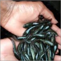 Murrel Fish Seed