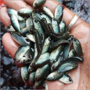 Sea Bass Fish Seed