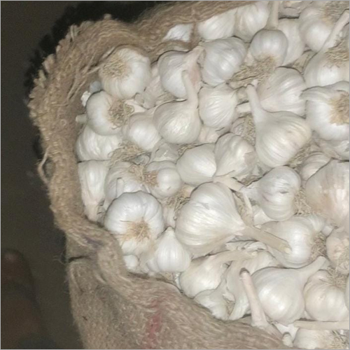 Natural Fresh Garlic Bulbs