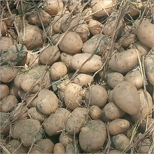 Natural Fresh Brown Potato