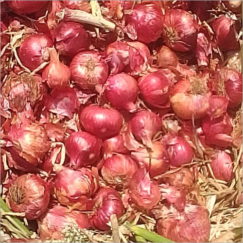 Fresh Red Onion