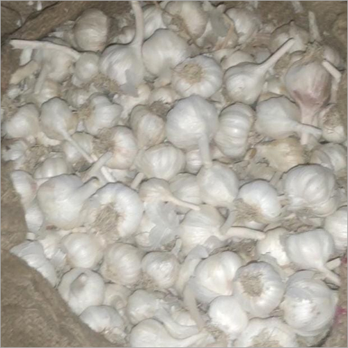 Fresh Dry Garlic