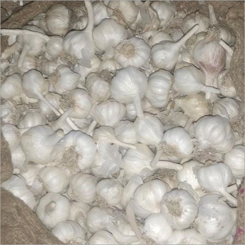 Natural Fresh Garlic