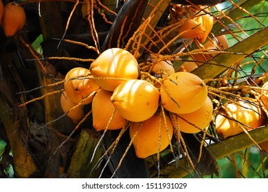 Orange cococnut, A grade and b grade