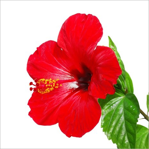 Natural Hibiscus Powder