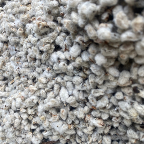 Raw Cotton Seeds - High Quality A+ Grade, White Color, Normal Cultivation, 2 Years Shelf Life, Dried in Safe Place