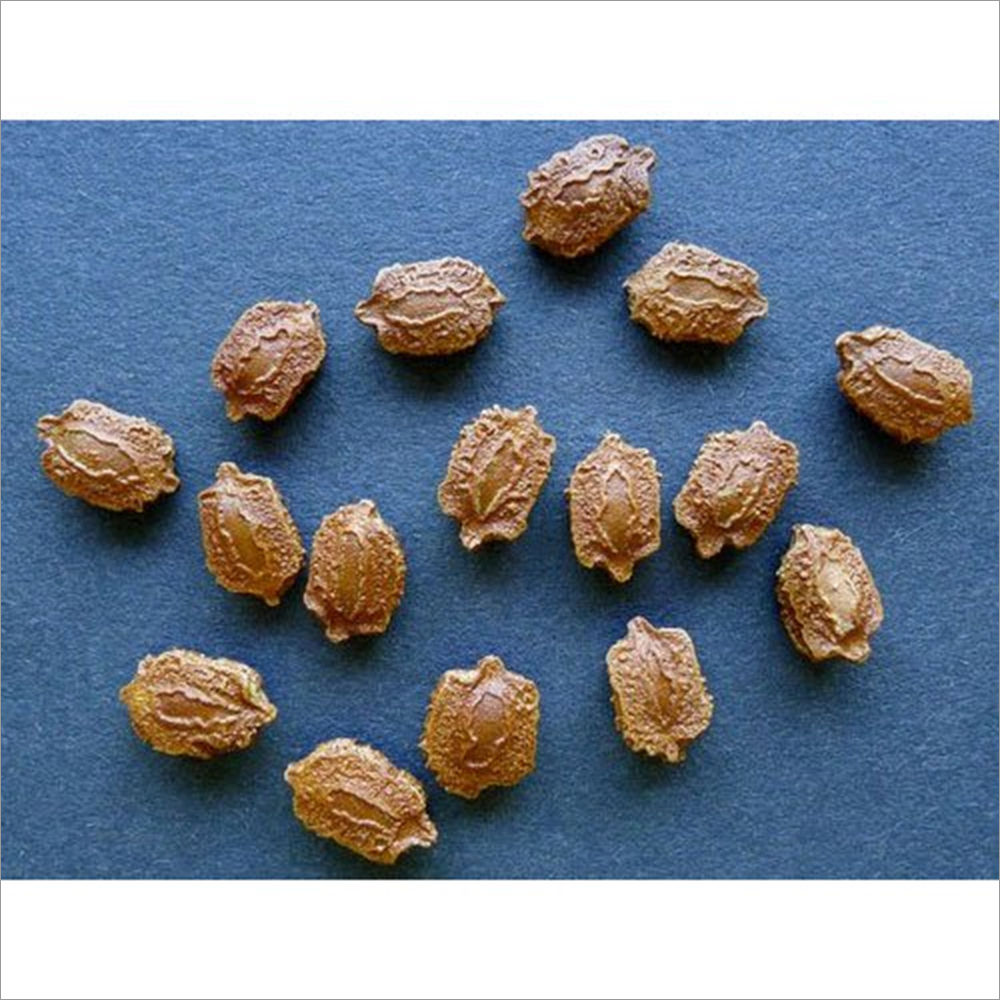 Bitter Gourd Seeds