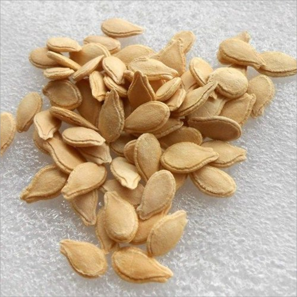 Ash Gourd Seeds Grade: A+