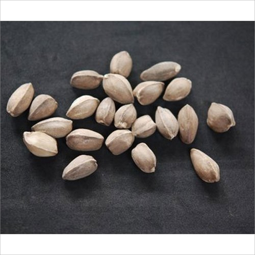 Dried Drumstick Seeds