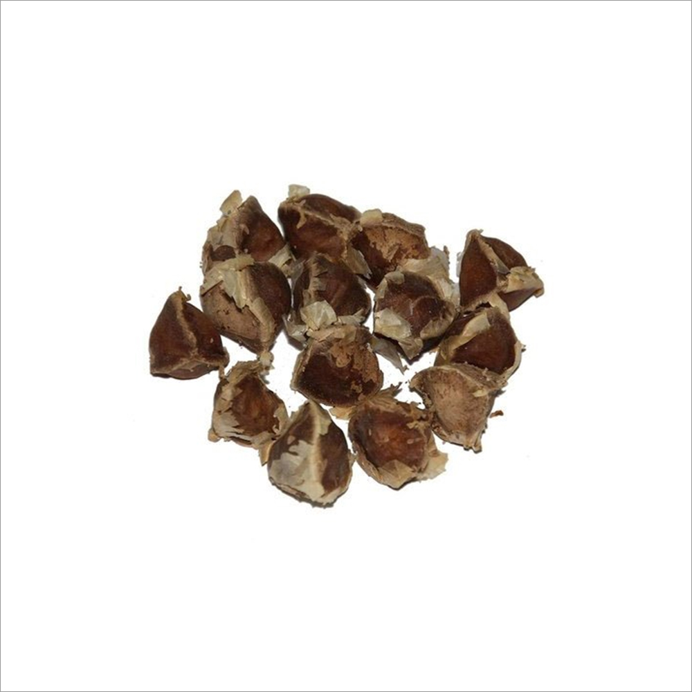 Organic Drumstick Seeds Grade: A+