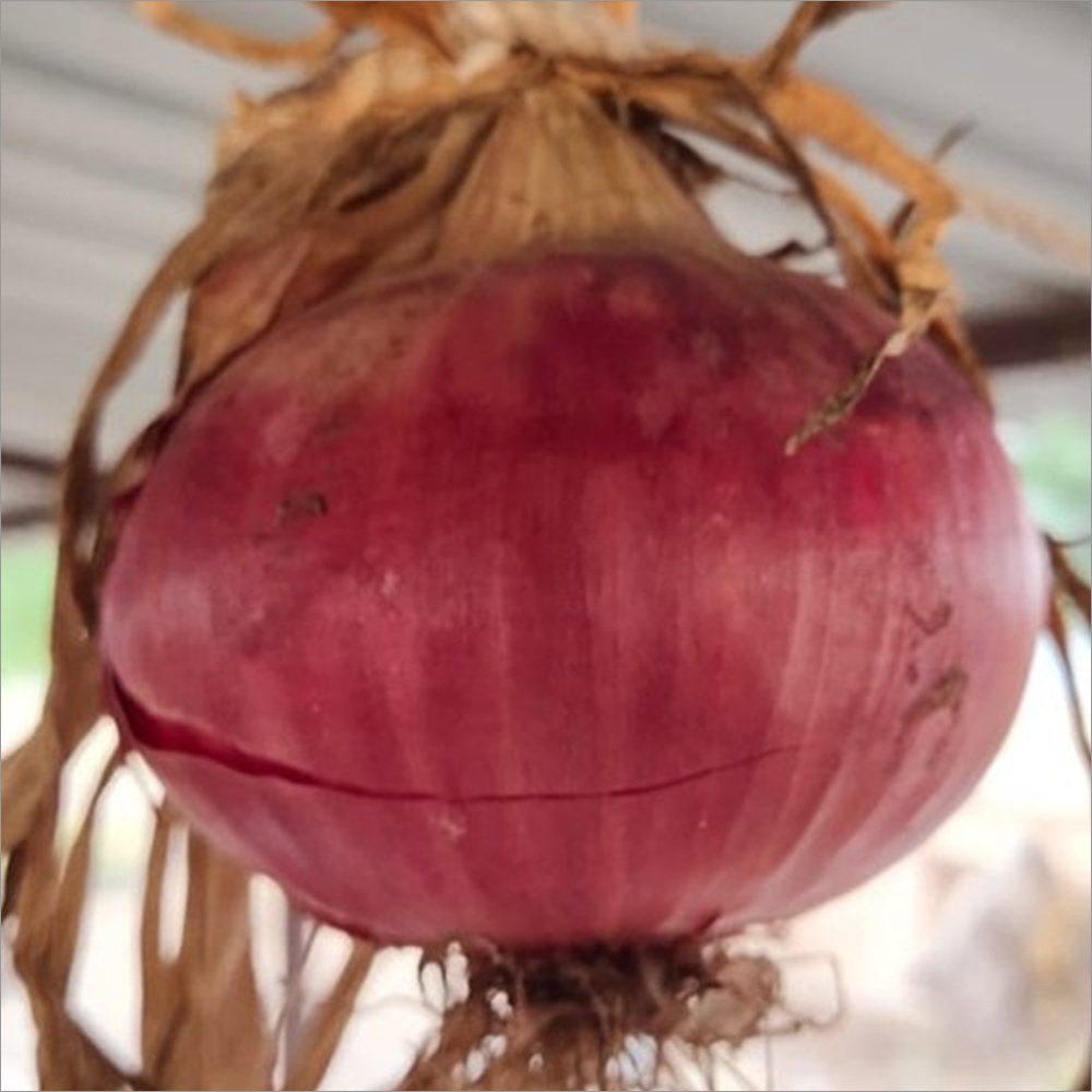 Nashik Red Onion Seeds Grade: A+