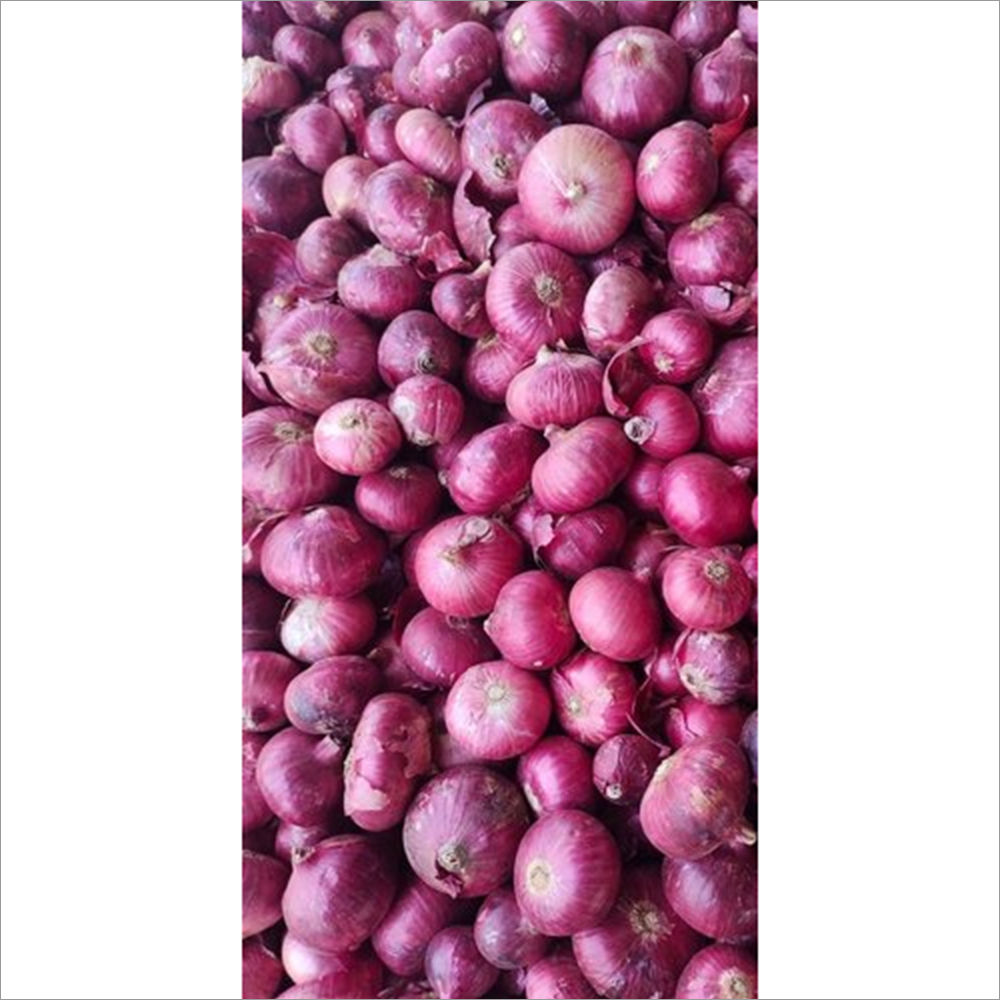 Organic Nashik Red Onion Seeds