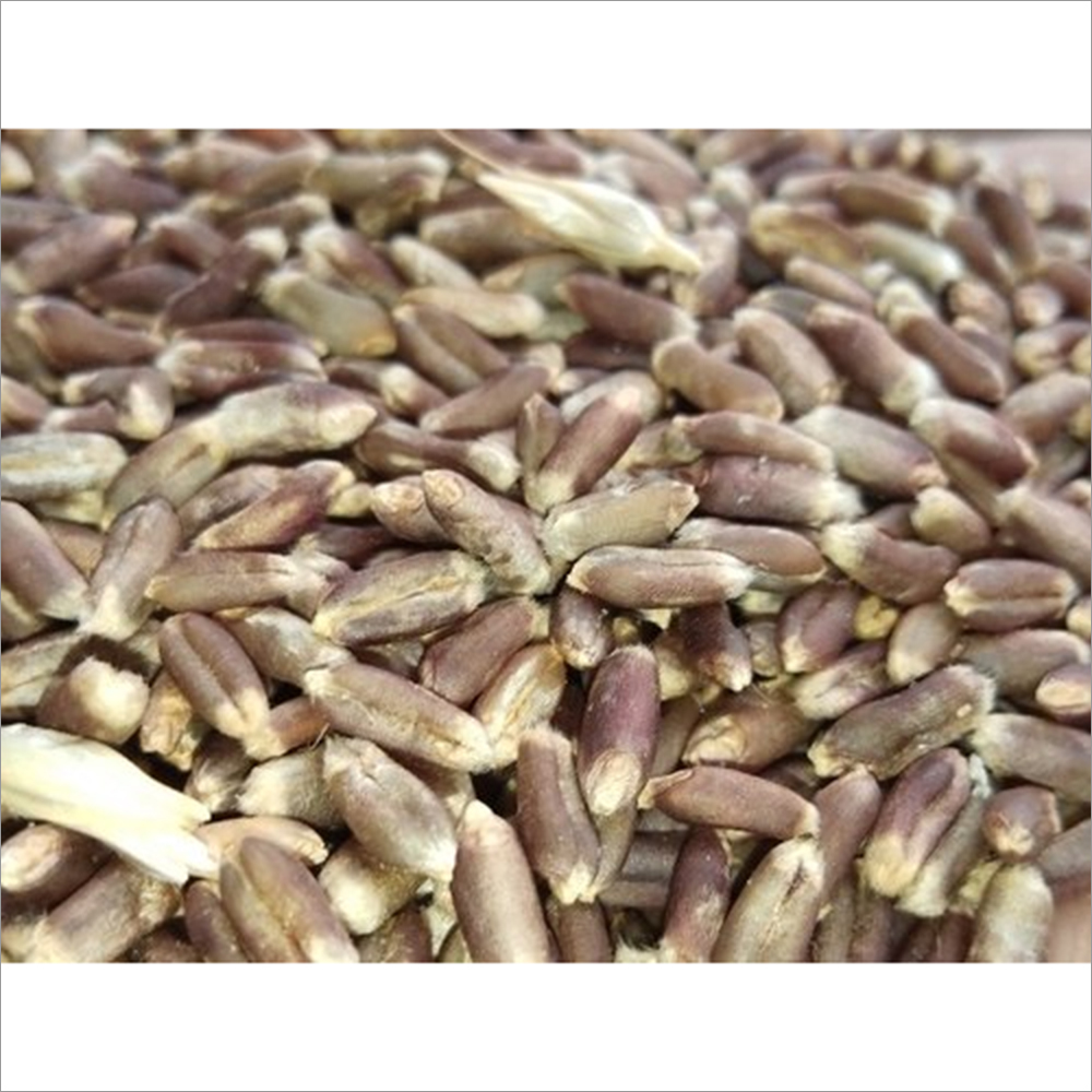 Black Wheat Seeds