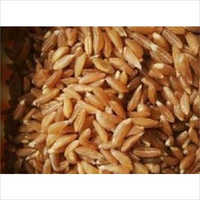 Organic Khapli Wheat Seeds Grade: A+